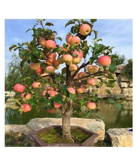 Husmah Bonsai Apple Fruit Tree Seeds