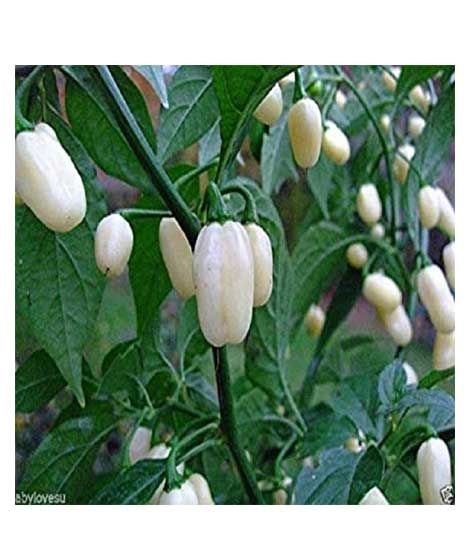 Husmah Capsicum White Vegetable Seeds