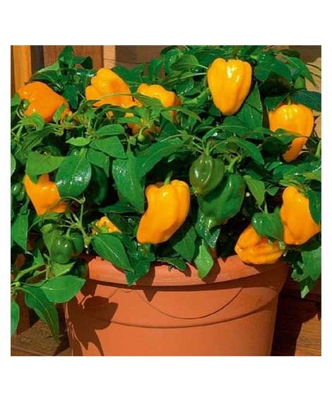 Husmah Capsicum Yellow Hybrid Vegetable Seeds