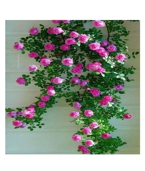 Husmah Climbing Rose Pink Flower Seeds