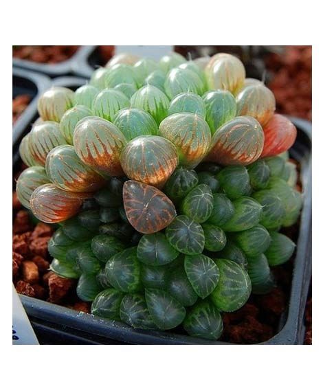 Husmah Succulent Haworthia Ikra Seeds