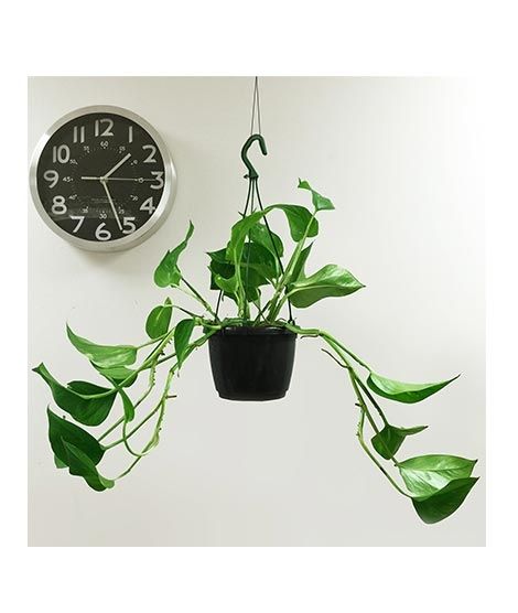 iShopping - Baba G Fresh & Live Money Plant