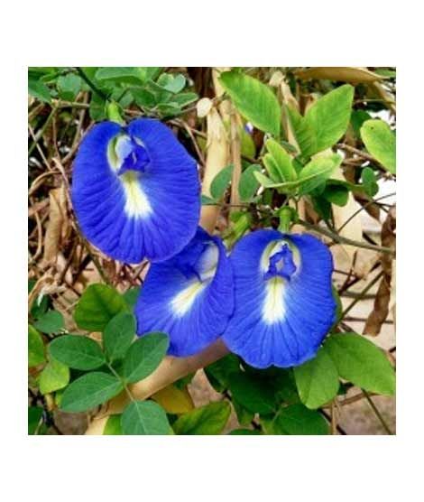 Diy Store Butterfly Pea Blue Creeper Summer Seeds