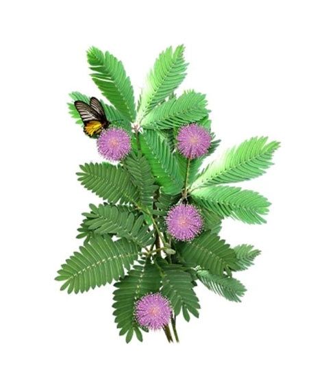 Diy Store Mimosa Pudica Shame Plant Seeds