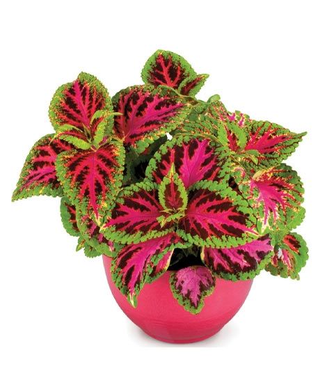 Diy Store Coleus Dwarf Fairway Plant Seeds