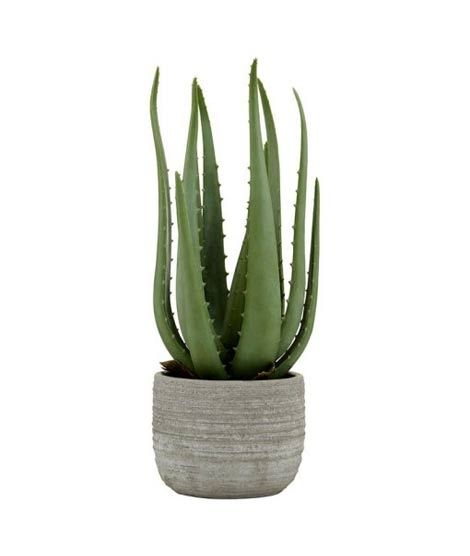 Premier Home Aloe Vera With Cement Pot (2907032)