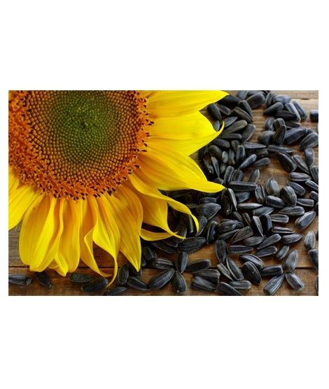 DIY Store Sunflower Giant Summer Flower Seeds