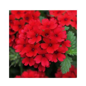 Husmah Verbena Red Flower Seeds