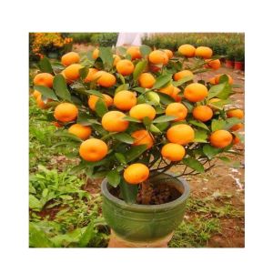 Husmah Bonsai Orange Fruit Tree Seeds