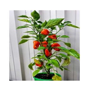 Husmah Bell Pepper Red Vegetable Seeds