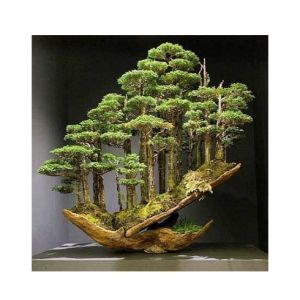 Husmah Black Hill Pine Tree Seeds