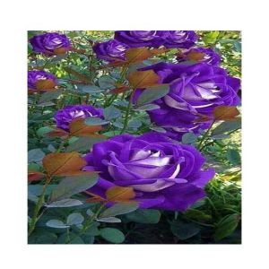 Husmah Rose Blue Bi-Color Rose Flower Seeds