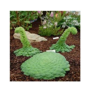 Husmah Canary Island Flat Succulent Seeds