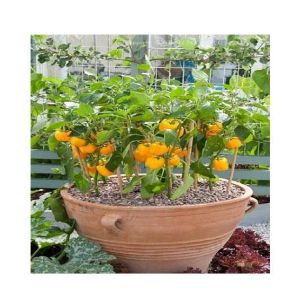 Husmah Capsicum Yellow Vegetable Seeds