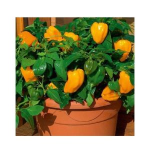 Husmah Capsicum Yellow Hybrid Vegetable Seeds