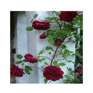 Husmah Climbing Rose Dark Maroon Flower Seeds