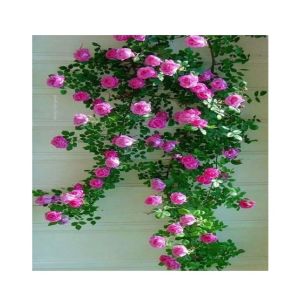 Husmah Climbing Rose Pink Flower Seeds