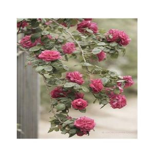 Husmah Climbing Rose Light Maroon Flower Seeds