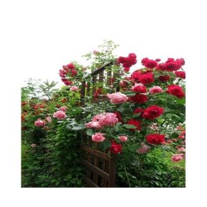 Husmah Climbing Rose Red & Pink Mix Flower Seeds