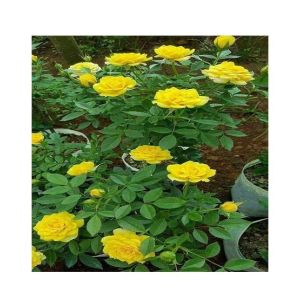 Husmah Rose Yellow Flower Seeds