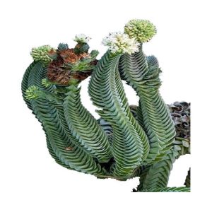 Husmah Crassula Buddha's Temple Succulent