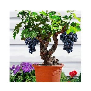 Husmah Dwarf Grapes Tree Seeds