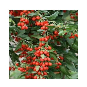 Husmah Goji Berry Fruit Tree Seeds