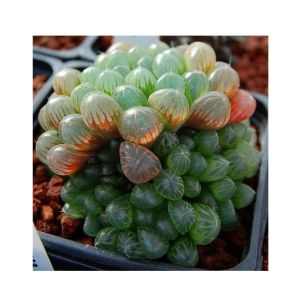 Husmah Succulent Haworthia Ikra Seeds