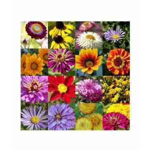 Diy Store Spring Summer Mix Flower Seeds Pack Of 20