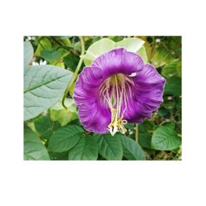 Diy Store Cobaea Scandens Summer Seeds