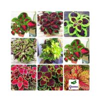 Diy Store Coleus Rainbow Mix Plant Seeds