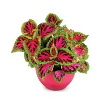 Diy Store Coleus Dwarf Fairway Plant Seeds