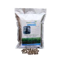 Herbyzone Moringa Fodder Seeds