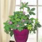 Diy Store Mimosa Pudica Shame Plant Seeds