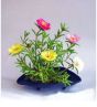 Diy Store Portulaca Double Mix Flowers Seeds