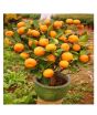 Husmah Bonsai Orange Fruit Tree Seeds