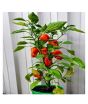 Husmah Bell Pepper Red Vegetable Seeds