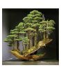 Husmah Black Hill Pine Tree Seeds