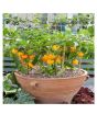 Husmah Capsicum Yellow Vegetable Seeds