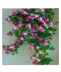 Husmah Climbing Rose Pink Flower Seeds