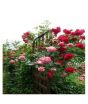 Husmah Climbing Rose Red & Pink Mix Flower Seeds