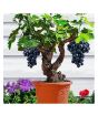 Husmah Dwarf Grapes Tree Seeds