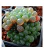 Husmah Succulent Haworthia Ikra Seeds