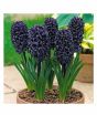 Husmah Rare Black Hyacinth Orientalis Flower Seeds