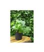 iShopping - Baba G Fresh & Live Money Plant Without Hanging