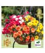 Diy Store Portulaca Double Mix Flowers Seeds