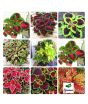 Diy Store Coleus Rainbow Mix Plant Seeds