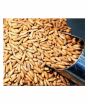 Khan Dry Fruits Chilgoza Pine Nuts 1kg